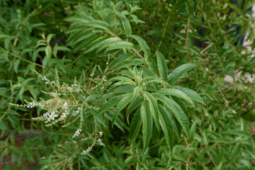 Lippia citriodora