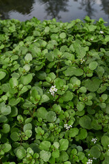 Nasturtium officinale 