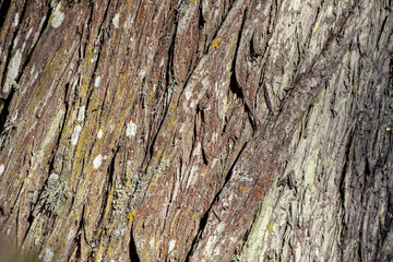 diagonal direction tree bark. Natural background with wood texture.