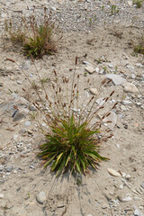 Plantago lanceolata