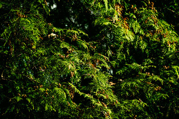Fototapeta premium Thuja branch close up. Nature background.