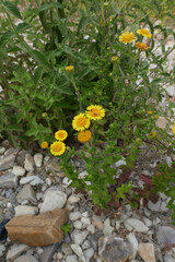 Pulicaria dysenterica 