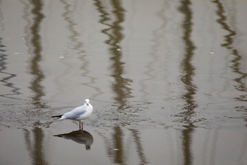 Gaviota reidora​ (Chroicocephalus ridibundus) en una playa del Atlántico en marea baja