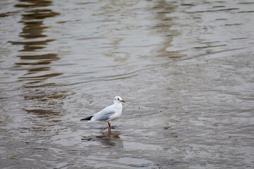 Gaviota reidora​ (Chroicocephalus ridibundus) en una playa del Atlántico en marea baja