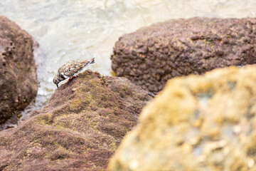 Vuelvepiedras común​ o vuelvepiedras rojizo​ (Arenaria interpres) en la costa del Océano Atlántico
