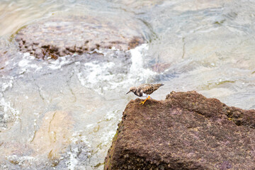 Vuelvepiedras común​ o vuelvepiedras rojizo​ (Arenaria interpres) en la costa del Océano Atlántico