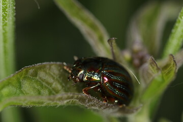 Rosemary beetle - Chrysolina americana - Coleoptera