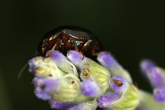 Rosemary beetle - Chrysolina americana - Coleoptera