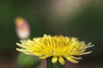Taraxacum officinale - Dandelion - Common dandelion - Asteracea