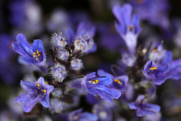 Blue bugle - Ajuga reptans - Lamiaceae