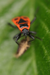 Firebug - Pyrrhocoris apterus - Pyrrhocoridae