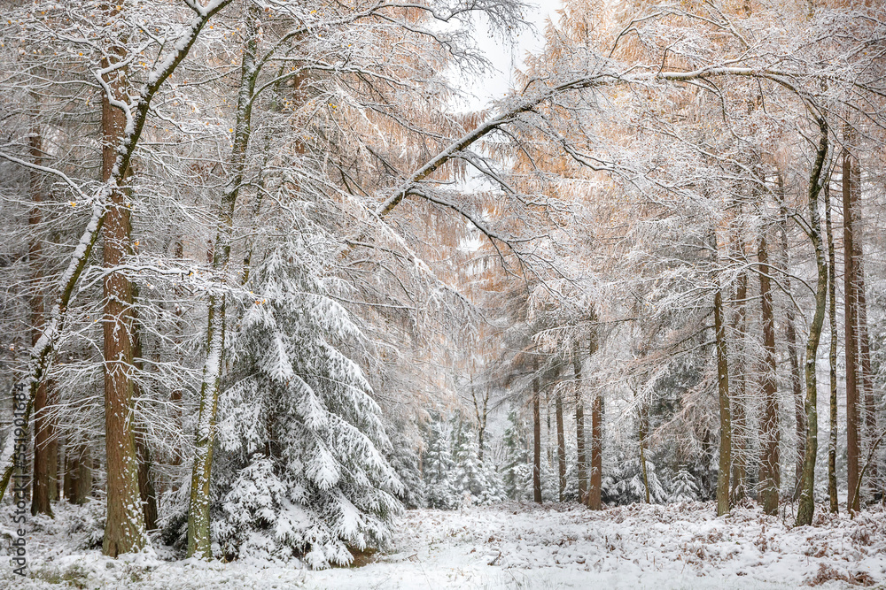 Poster larch, spruce forest in snow during winter