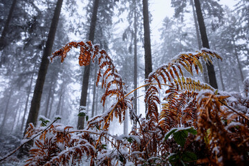orange fern leaves in foggy winter snowy forest