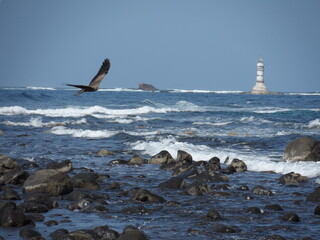 ÁGUILA VOLANDO JUNTO A LA COSTA DE DAKAR