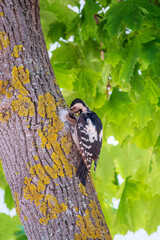 Female Syrian woodpecker, Dendrocopos syriacus, sits on a tree trunk.