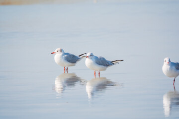 Flock of Seagulls, The European herring gull, swims on the calm lake shore