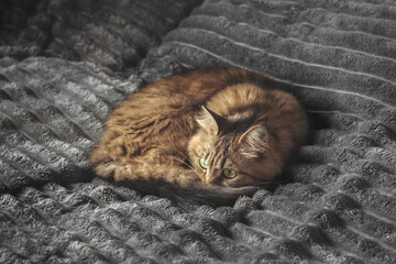 A cute fluffy tabby cat is sleeping on a gray blanket.