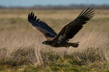 White-tailed eagle in natural environment