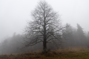 Fototapeta na wymiar One larch tree without leaves is in a forest in autumn in fog