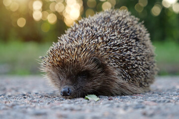 Hedgehog on the road, scientific name - Erinaceus europaeus