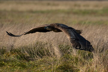 White-tailed eagle in natural environment