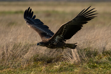 White-tailed eagle in natural environment