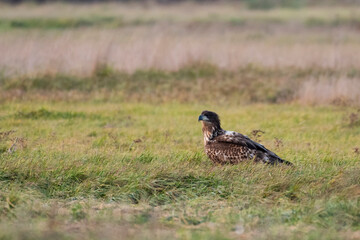 White-tailed eagle in natural environment