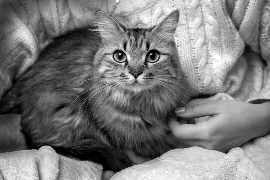 The cat is in the owner's arms. A girl is holding a fluffy tabby cat. Black and white photo
