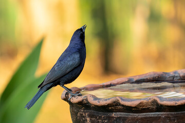 The Shiny Cowbird also Knows as Chupim or Mirlo drinking water from a drinking fountain. Species Molothrus bonariensis. Birdwatcher. birding