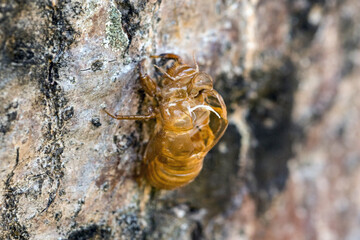 Bark of a cicada on a tree. insect.