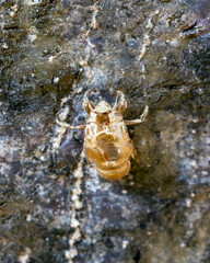 Bark of a cicada on a tree. insect.