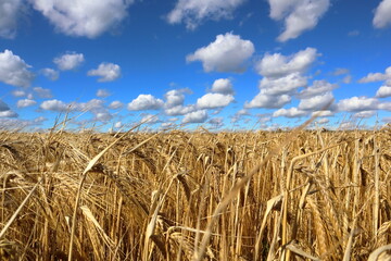 Fototapeta na wymiar Ears of wheat in a boundless field against the sky