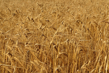 Ears of wheat filling the whole frame