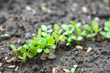 リーフレタスの発芽