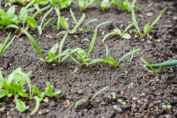 ほうれん草の発芽　