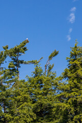 Bald Eagle sitting in the treetop with blue sky background