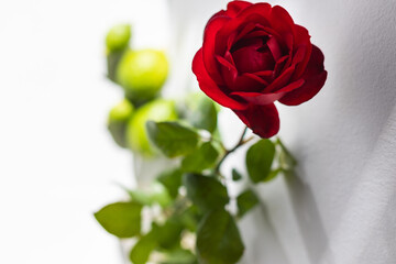 One red rose on a white table.