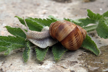 promenade de l escargoy