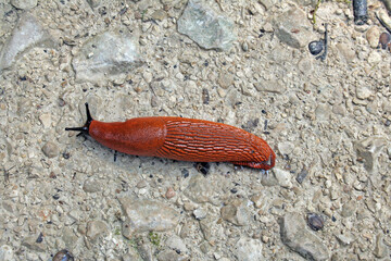 limace aux cornes noires