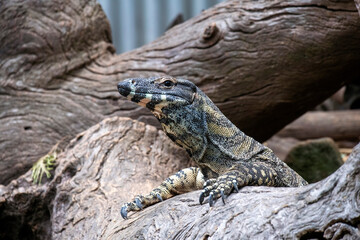 Common Goanna or Lace monitors (Varanus varius)