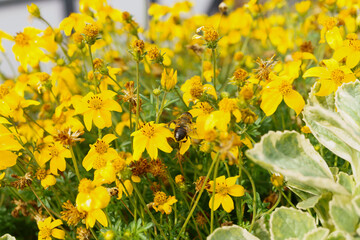 A bee drinks nectar from flowers in a flower bed, an insect