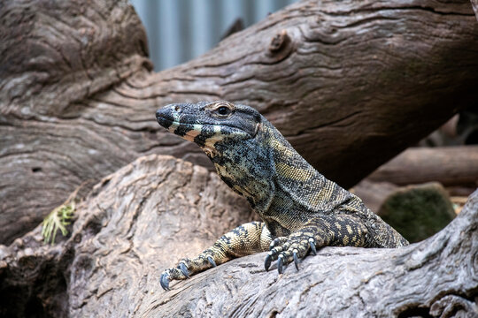 Common Goanna or Lace monitors (Varanus varius)