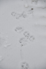Interesting abstract white background with footprints of a cat or dog paws on the snow. Care for pets in the winter, in cold weather.