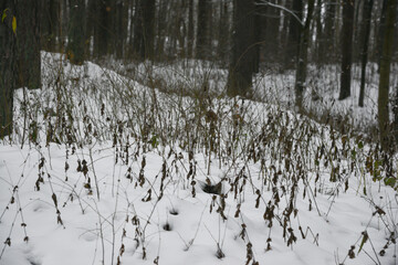 Dead brown blades of grass in a white snow covered pine forest.
