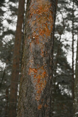 Brown pine tree trunk with dead bark. bokeh background