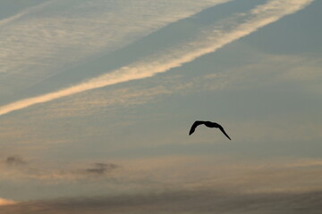 Seagull.