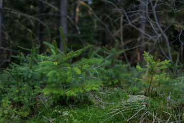 Young spruce growth. Spruce forest floor.