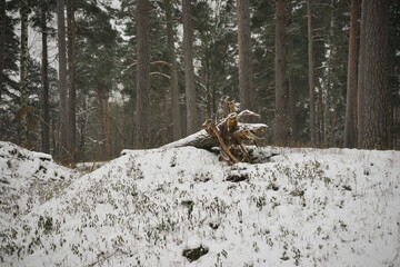 Withered and broken pine tree trunk with white snow on top of snow covered hill in green pine forest in winter.