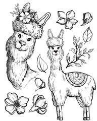 lama on a white background cartoon character. Most suitable illustration for the design of cards, posts, textiles black and white. Hand draw sketch, line art
