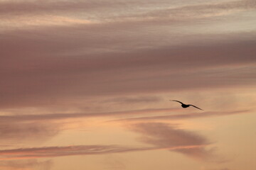 Seagull 